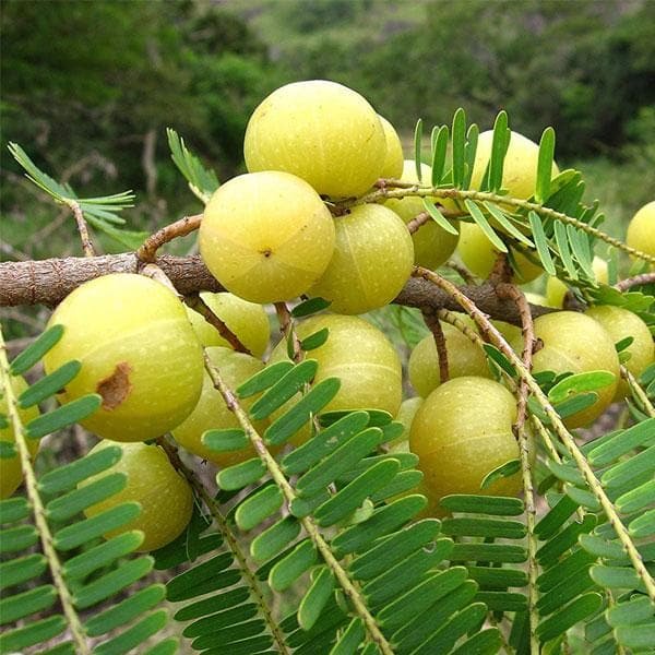 AMLA-NA7